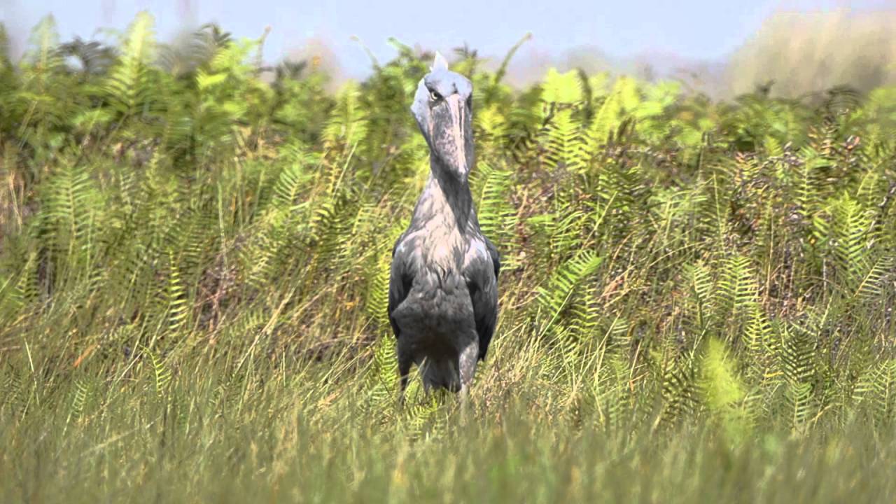Shoebill, Balaeniceps rex