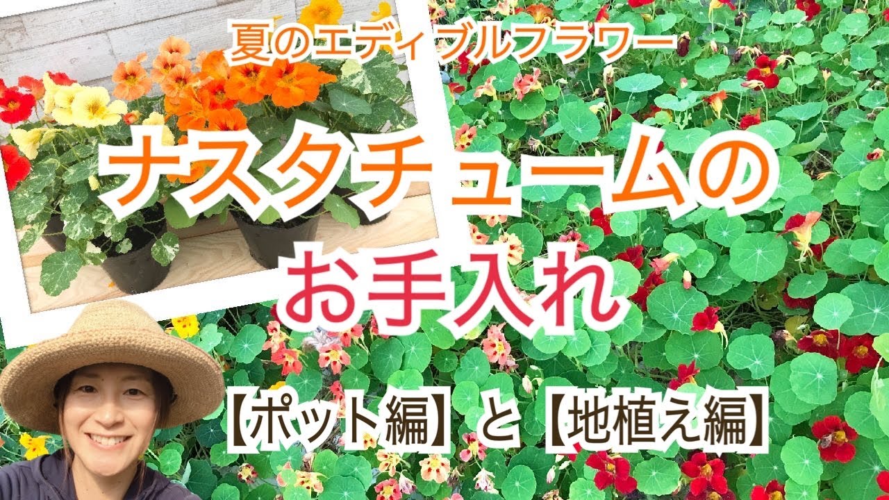 【ナスタチューム】のお手入れ