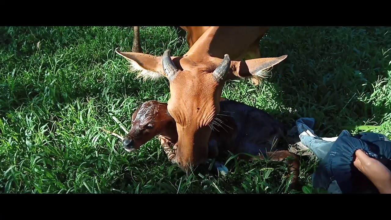 BREEDING SAPI BALI
