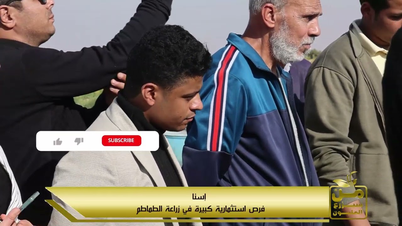 أساطير الطماطم في إسنا.. مشروع عملاق لزراعة الذهب الأحمر..  إنتاج فدان الطماطم بتوصل 60 طن