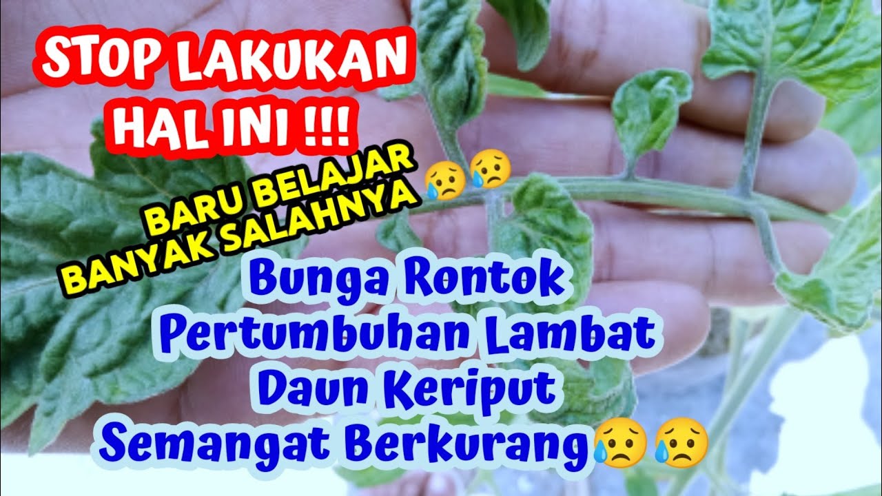 Salah Waktu Penyemprotan 😦 Tanaman Tomat Overdosis 🍅 #budidayatomat #tanamantomat
