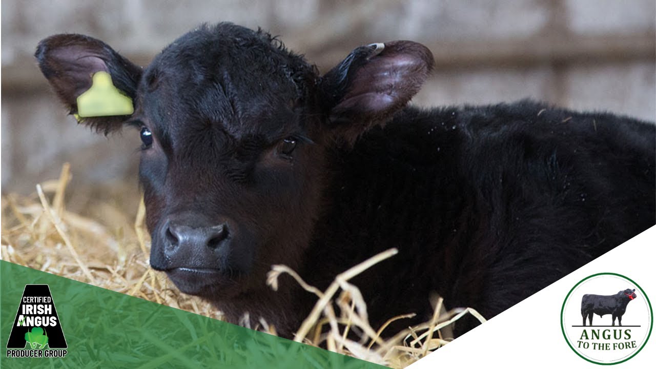 Why Angus? - Certified Irish Angus Schools Competition