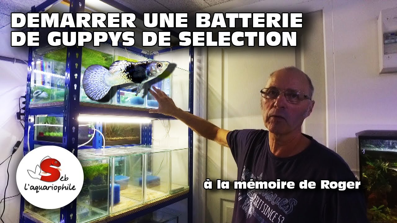 Démarrer une sélection de guppy . En hommage à Roger .