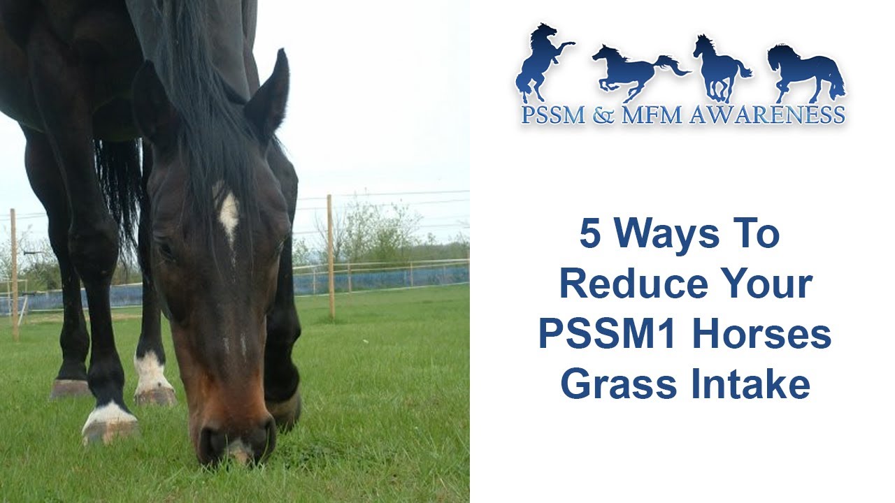 5 Ways To Reduce Your PSSM1 Horses Grass Intake