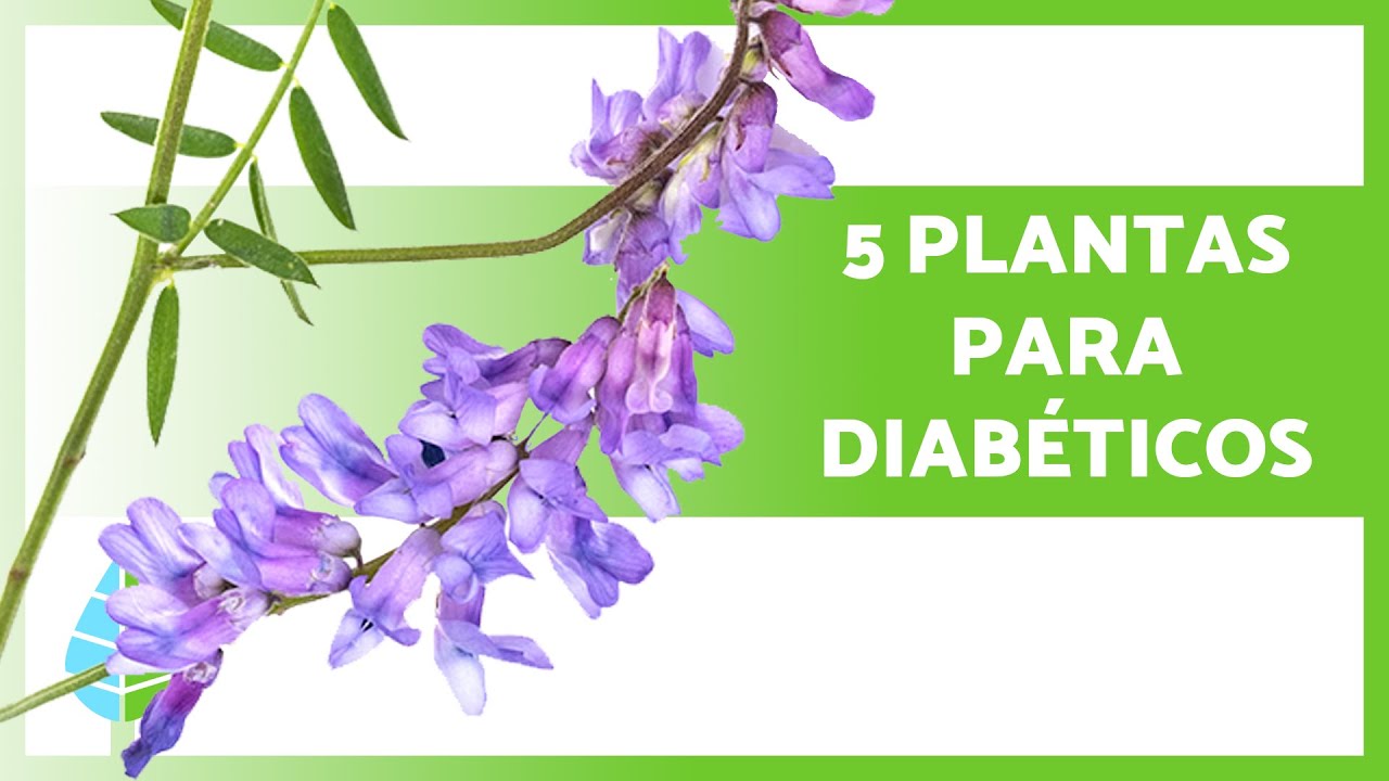 5 PLANTAS MEDICINALES para la DIABETES 🌿 Baja el Azúcar de Forma Natural ✅