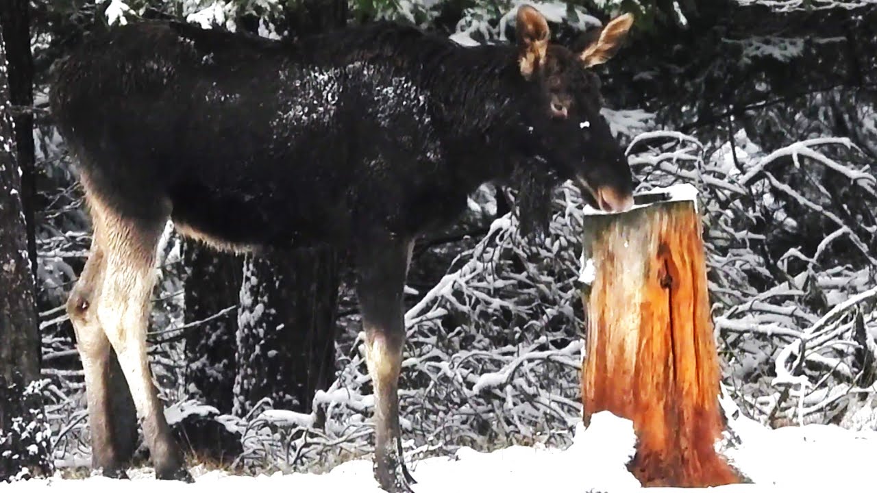 Łoś przy lizawce Odgłosy lasu Leśne spotkania Śpiew ptaków Zima Las Moose Elch Wildlife Alces alces