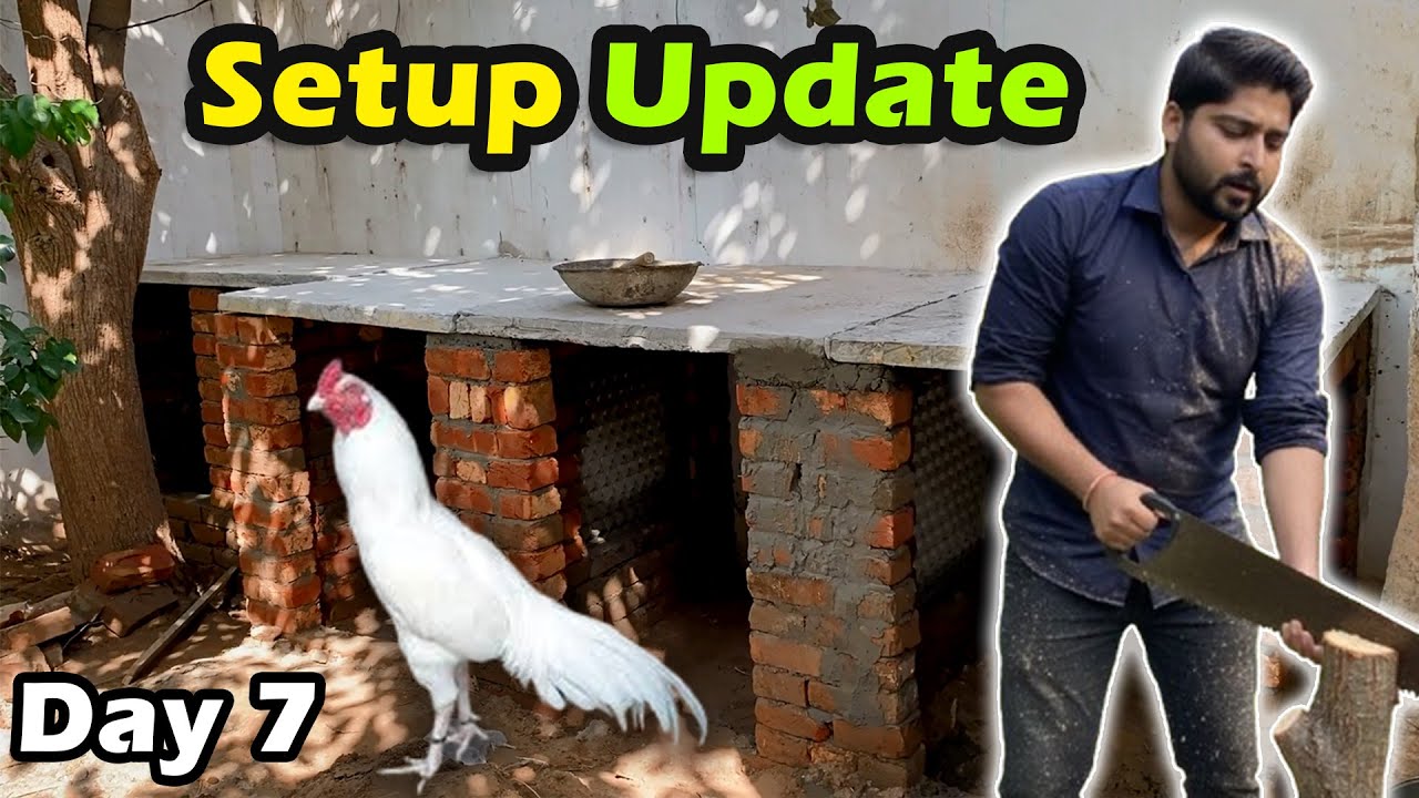 My Birds Setup Update ❤️🤩 | Aseel Murga | Birds Vlog | Day 07 #birds #aseelmurga #vlog