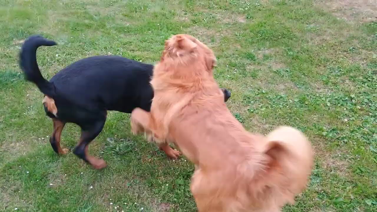 Rottweiler female play fight