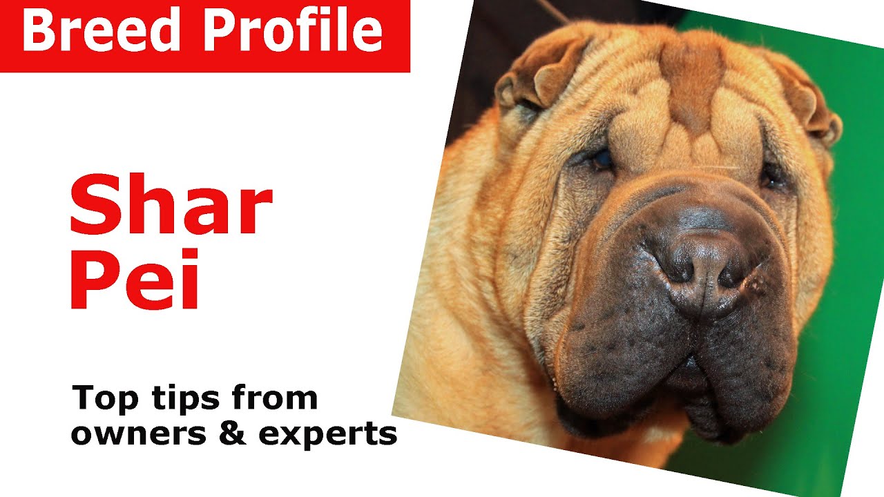 Shar Pei dog breed advice