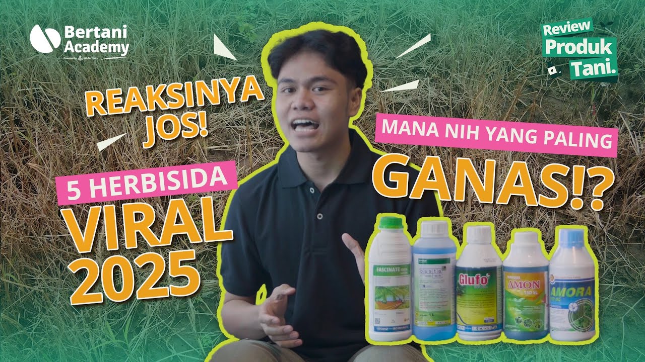 CARA BASMI RUMPUT MUDAH SAMPAI KE AKARNYA! SEMUA JENIS RUMPUT LANGSUNG GOSONG!