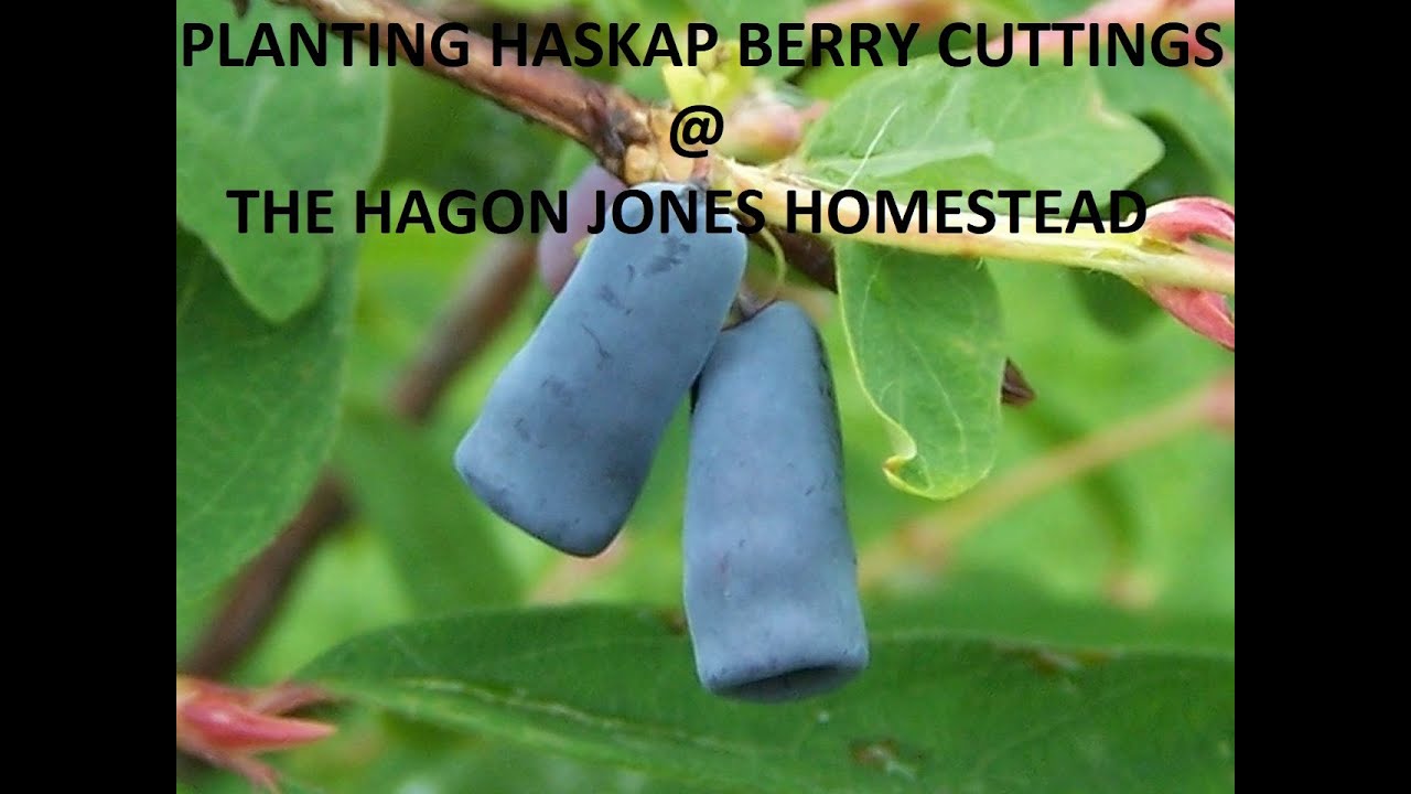 How to plant Haskap Berry Cuttings @ The Hagon Jones Homestead