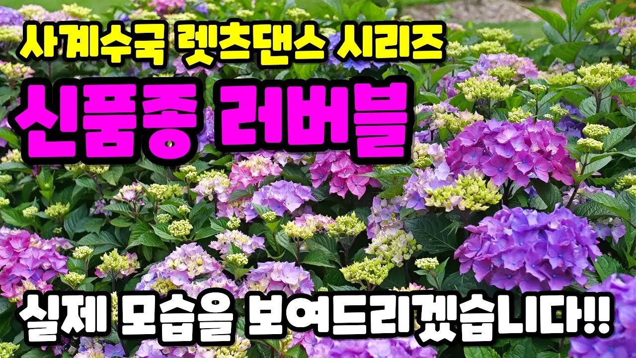 사계수국 렛츠댄스 시리즈 신품종 러버블의 실제 성목 모습을 보여드리겠습니다.!!!!!
