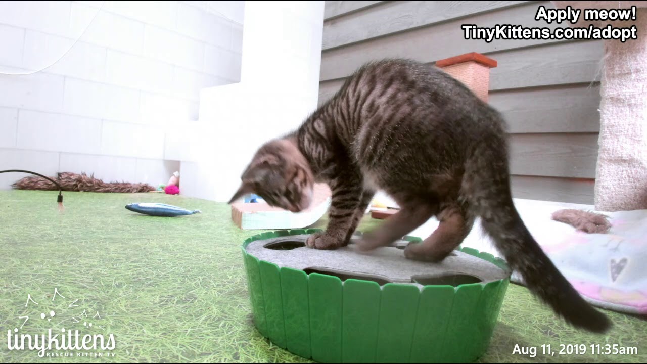 Primrose v. the Mouse -  TinyKittens.com