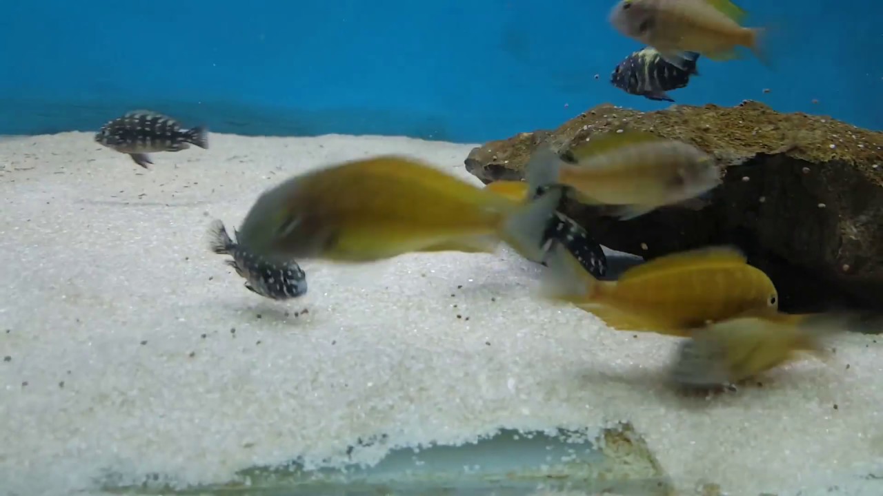 Tropheus moorii Ilangi F1 feeding time
