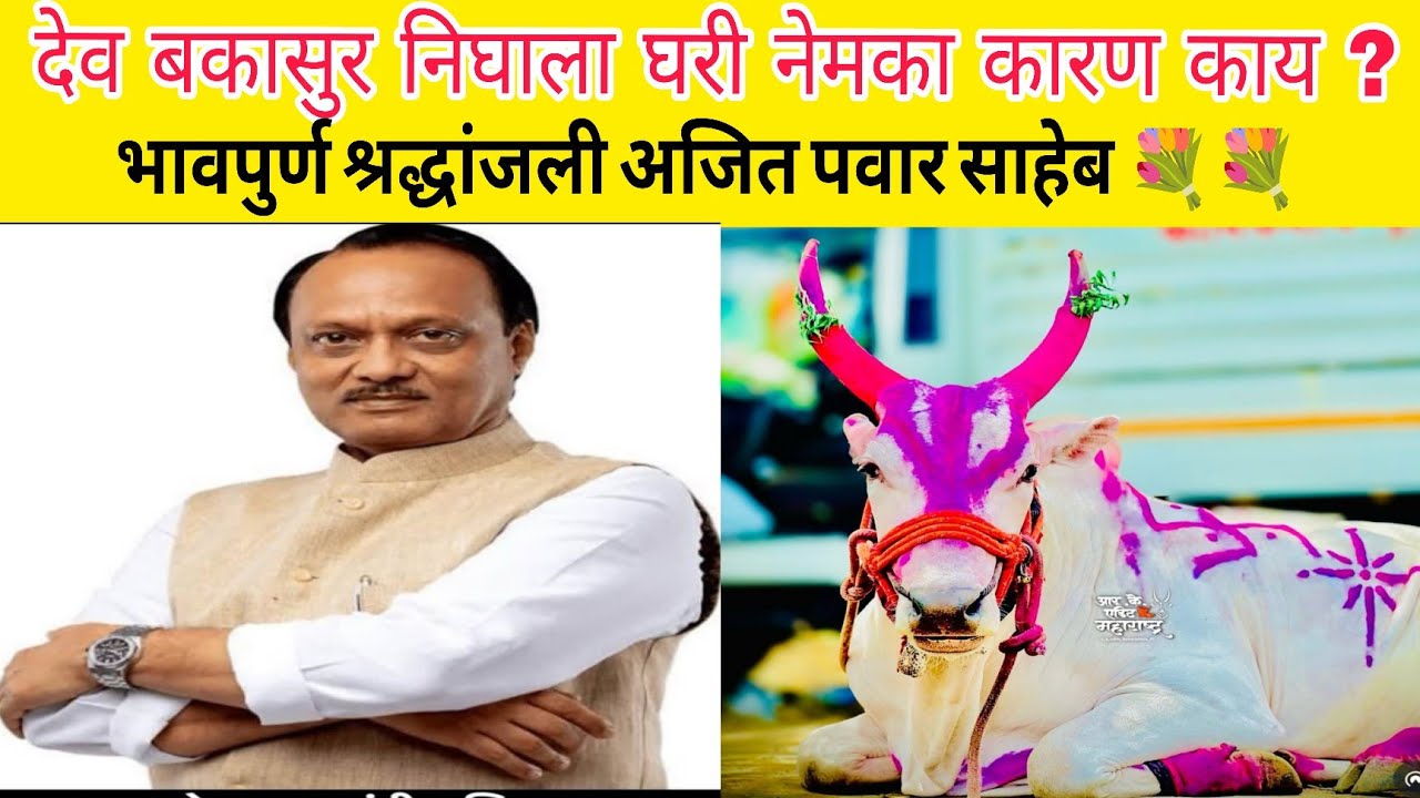 देव बकासुर निघाला घरी आजचे सासवड मैदानात सेमीफायनल/फायनल होणार का ?#bakasur #bailgadasharyat 