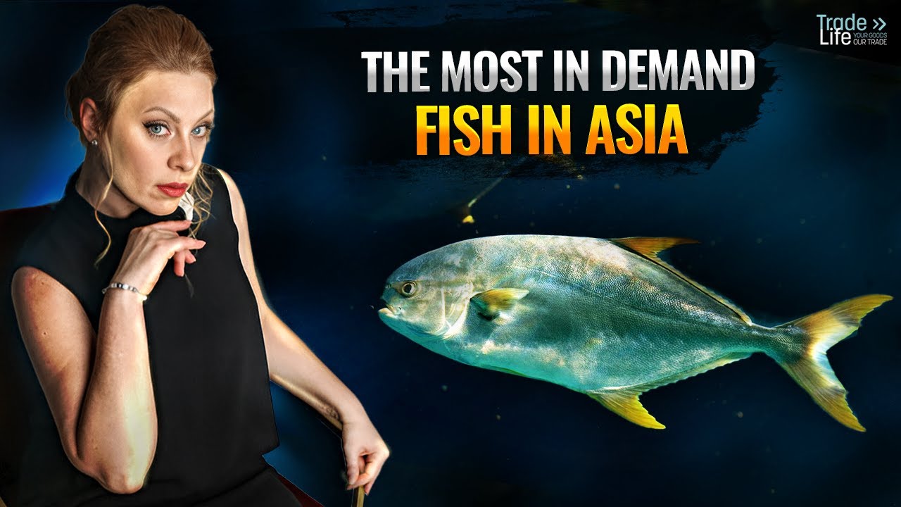 It is the most sought-after fish in Asia! What makes it so profitable and what is its secret?