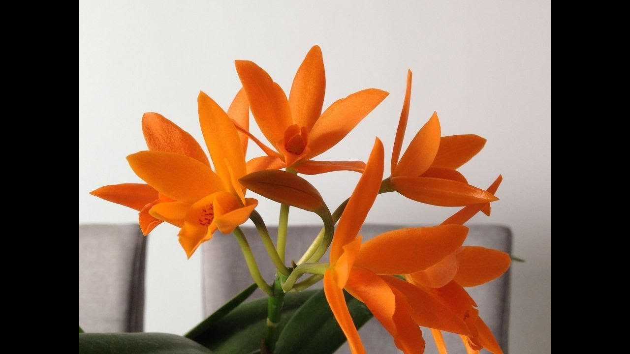 ORQUÍDEAS AURENTIACA CONOZCALAS.