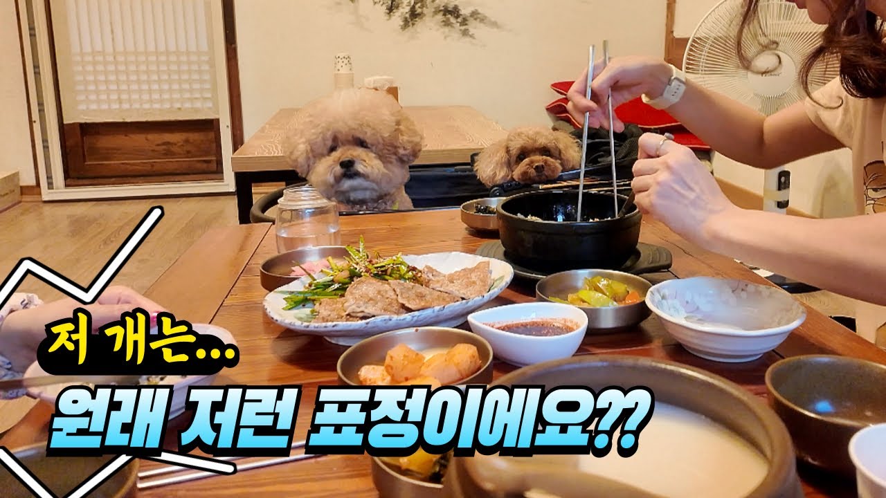 전주 여행 왔는데 강아지 표정이 점점 썩어갑니다….
