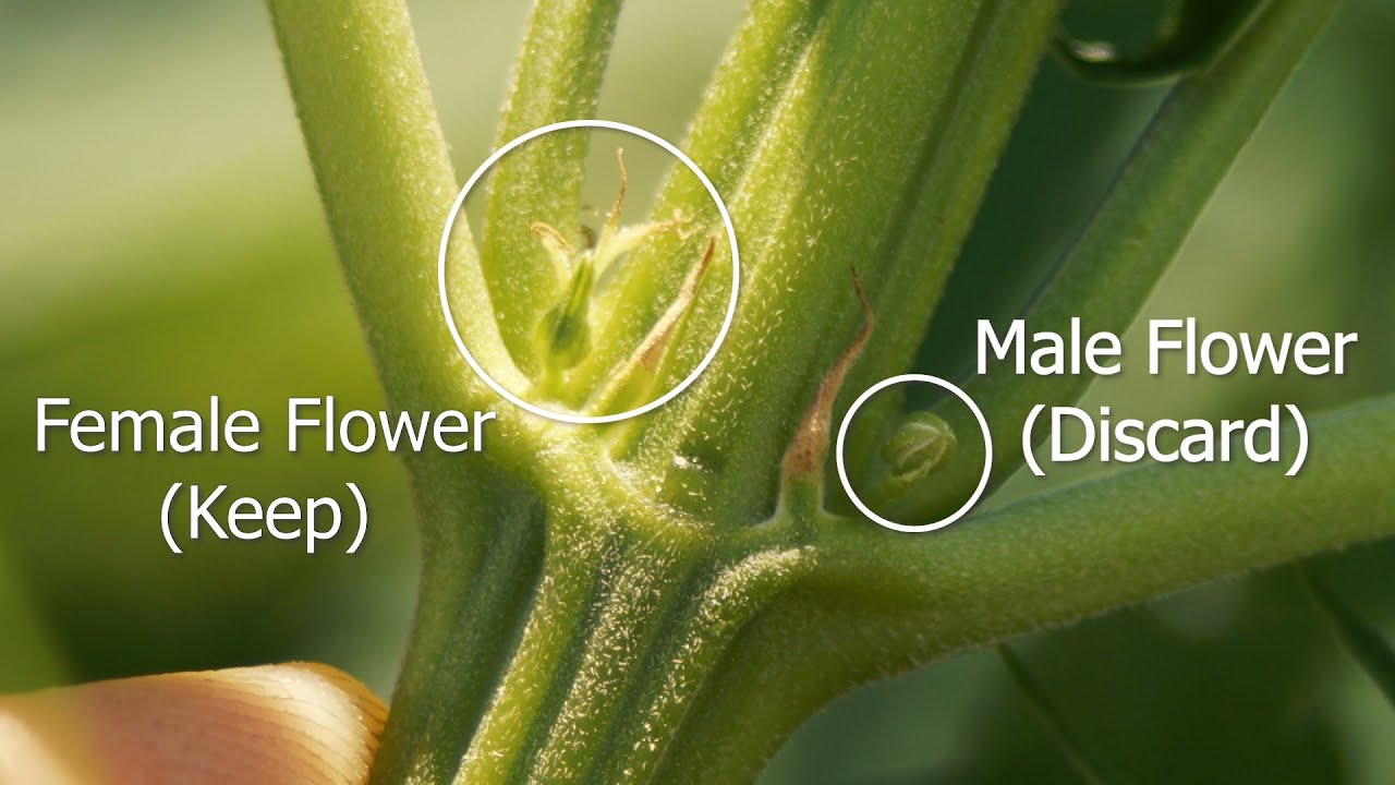 How to Tell if Your Marijuana Plant Will Grow Buds, or Pollen Sacs - Identifying Cannabis Pre-Flower