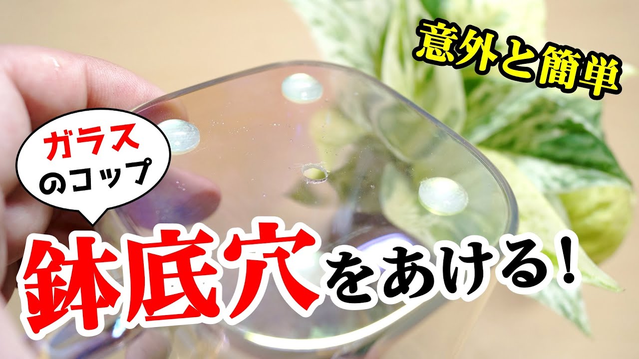 100均のガラス食器に穴をあけて観葉植物の鉢にしよう♪【ポトスの植え替え】