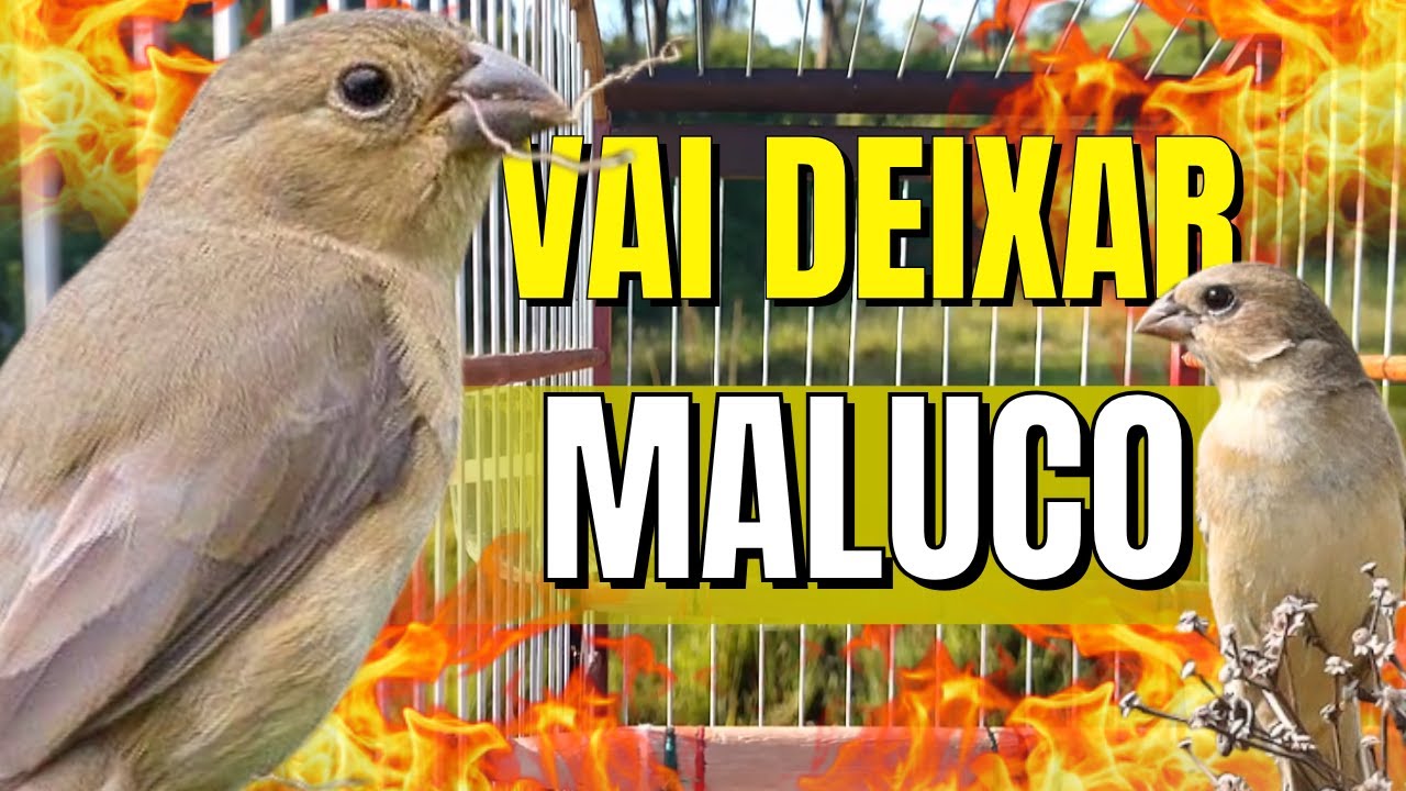 Piado de fêmea de papa capim vai deixar seu papa capim cantando Muito RÁPIDO !