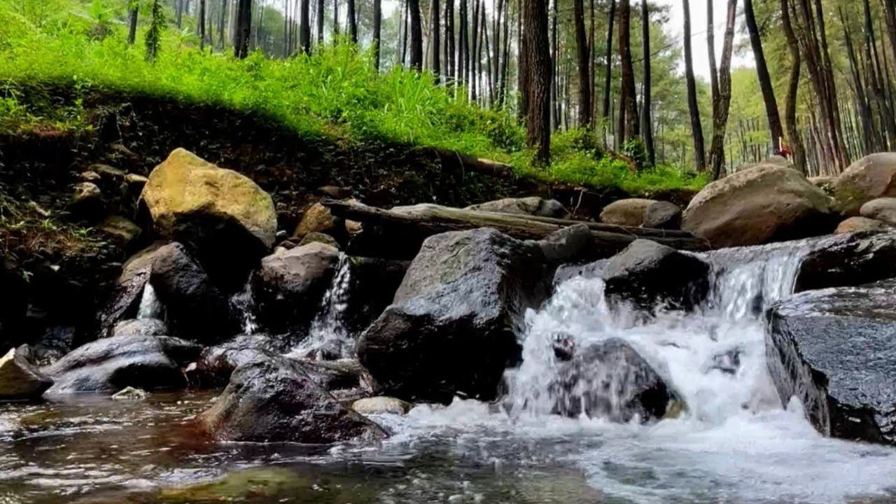 Fall Asleep in Minutes with This Peaceful Pine Forest River Flowing Gently Through Nature
