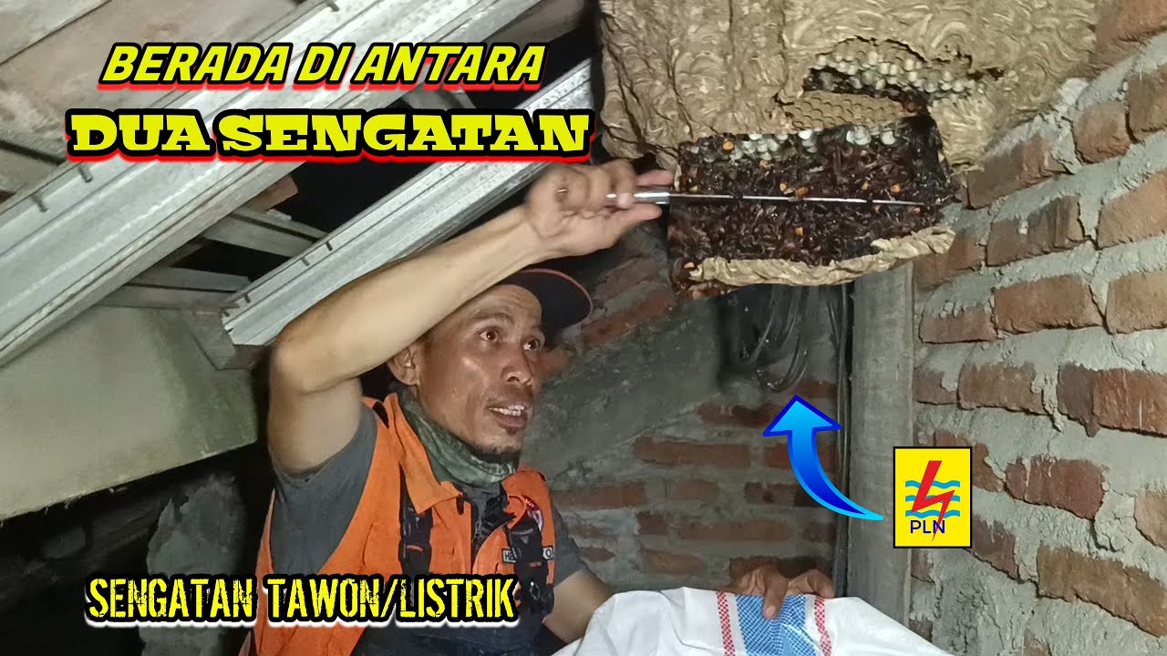 TEGANG..!!? SA'AT BERADA DI ANTARA TAWON DAN KABEL LISTRIK YANG MELILIT SARANG @JAY TAWON