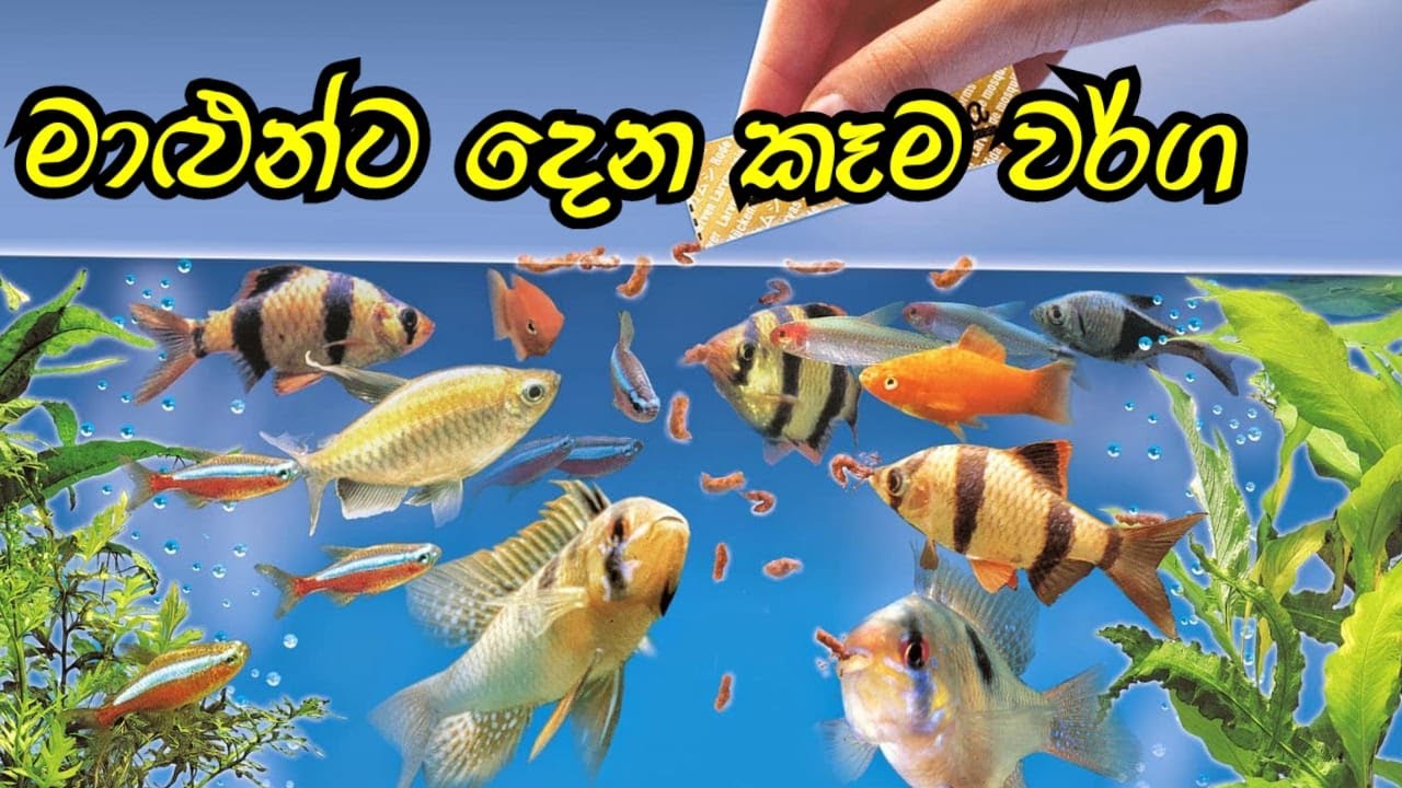 Aquarium Fish Food In Sinhala/D.H FISH ADVISOR