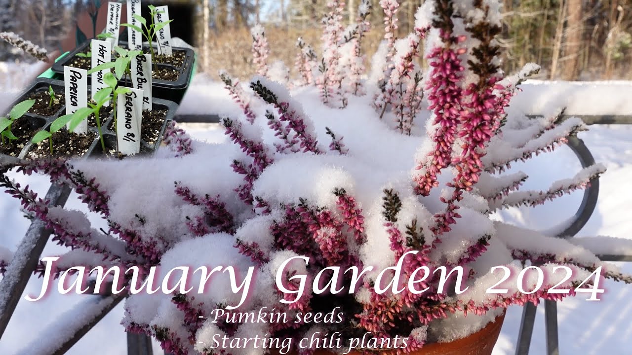January Garden 2024 (Starting chili and preserving pumpkin seeds)