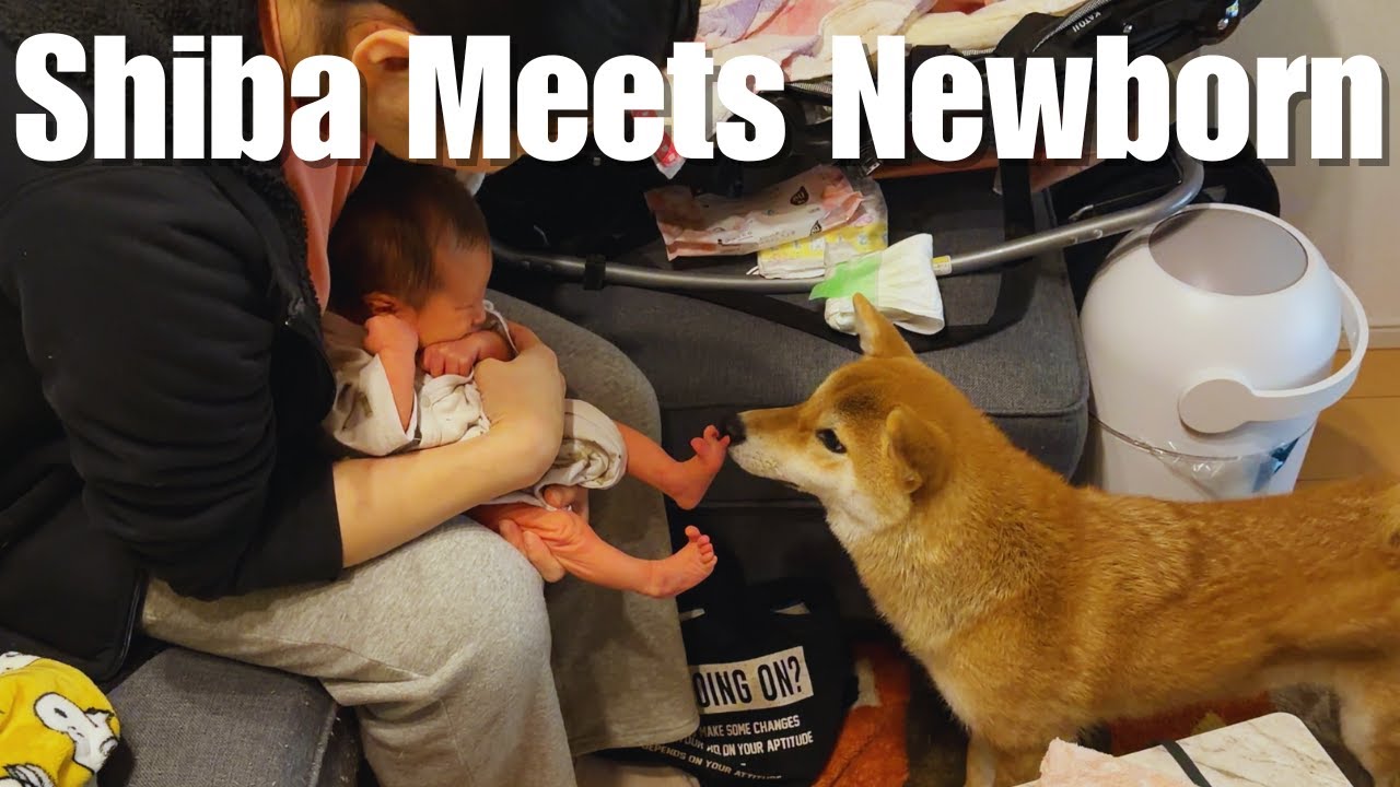 Shiba Inu Meets Newborn Baby for the First Time