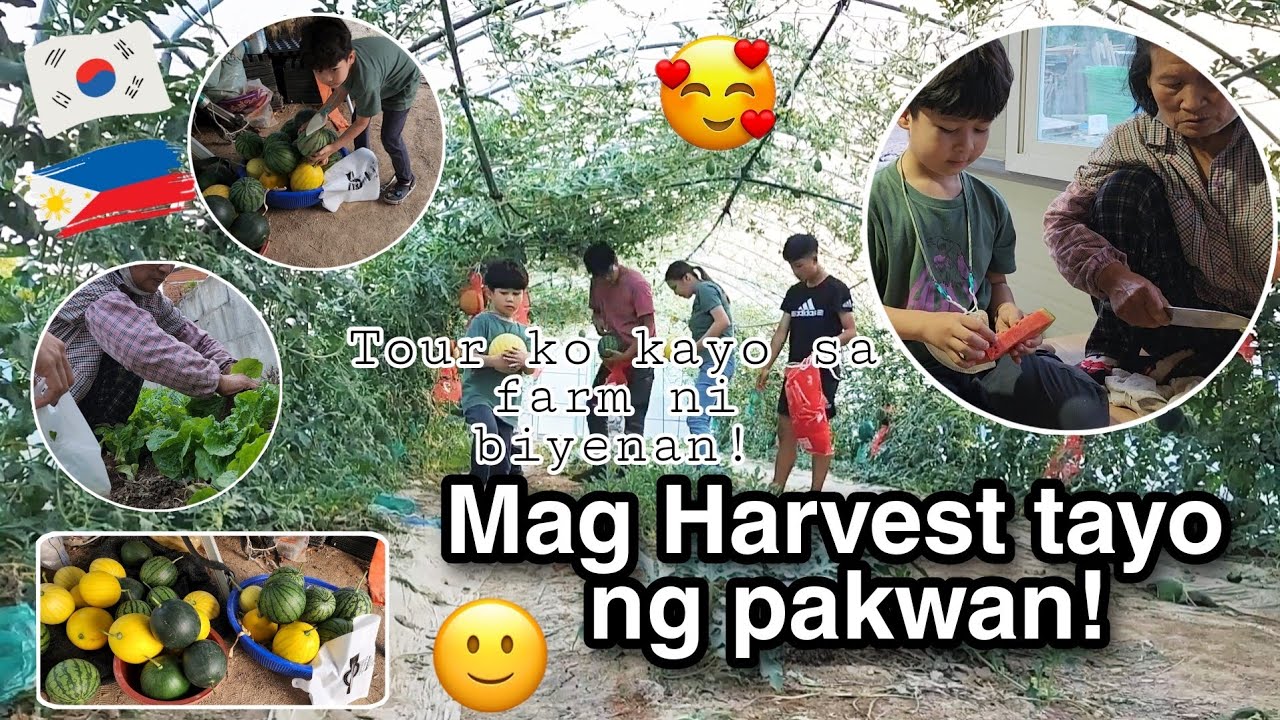 🇰🇷🇵🇭 SIMPLE LIFE LIVING IN A PROVINCE IN SOUTH KOREA | Buhay Probinsya | Harvesting Watermelon
