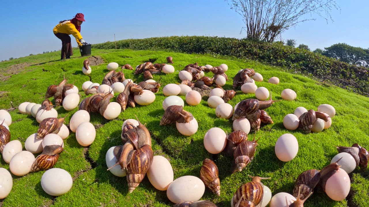 Harvesting Giant Snails and Duck Eggs in the Field