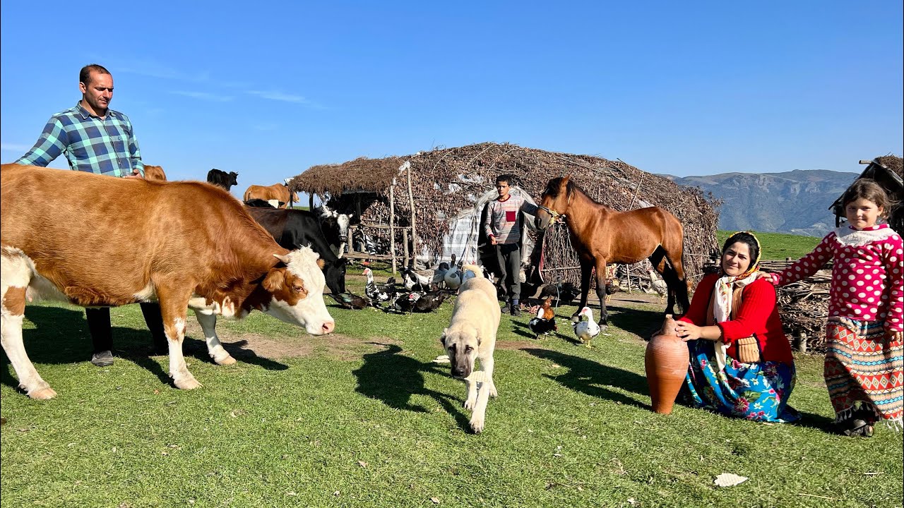 Sunrise in the Mountains | Taking Cows to the Spring Pasture & Playing the Reed Flute