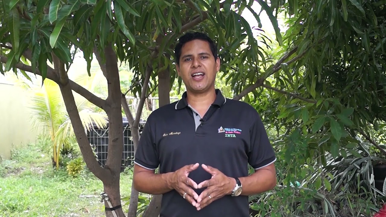 Control de varroa en abejas