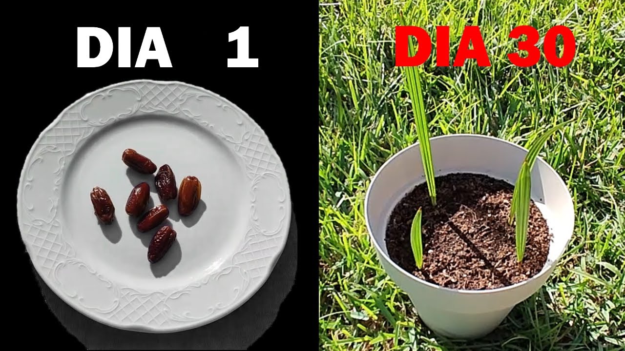 Cómo GERMINAR y SEMBRAR dátiles
