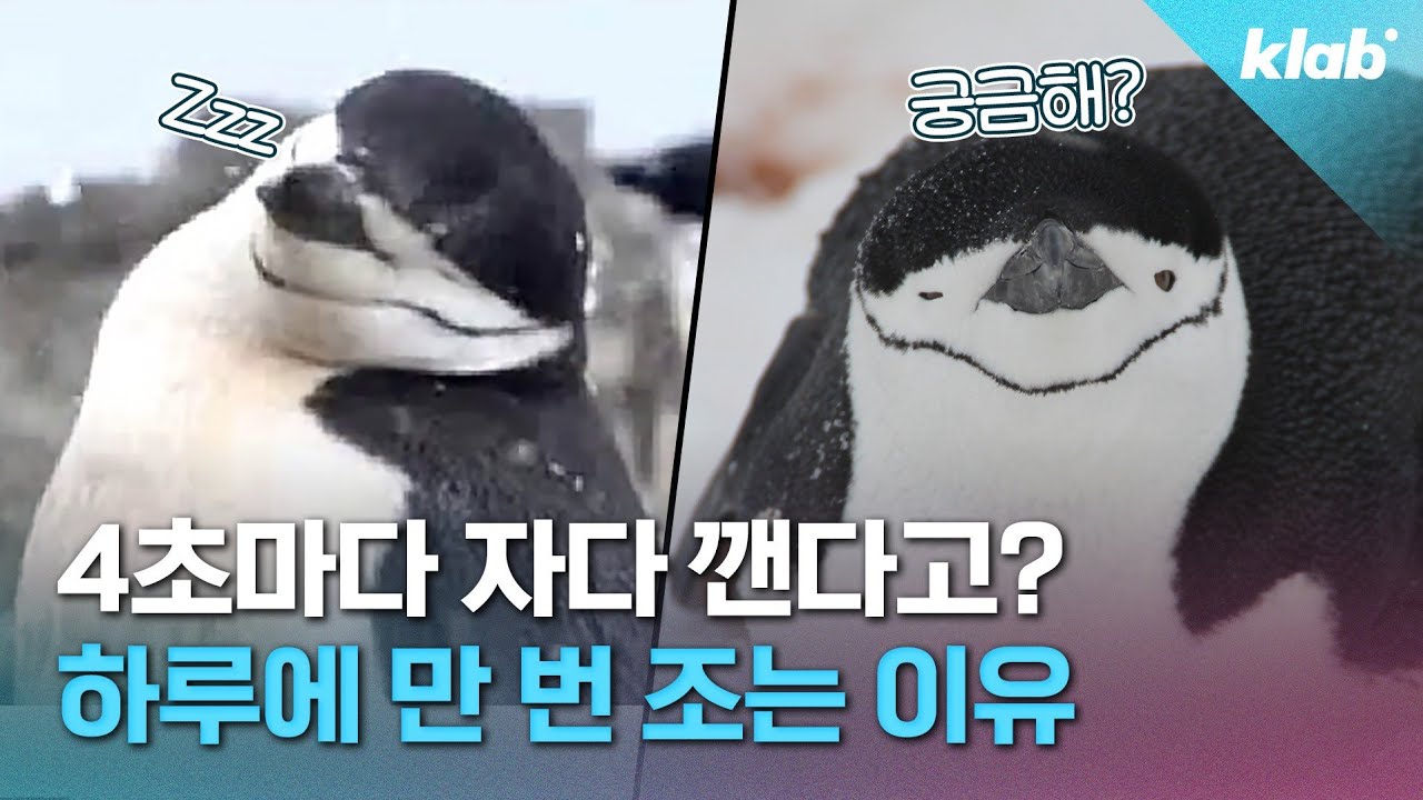 아빠 안 잔다~ 4초씩 하루에 1만 번 쪽잠 잔다는 턱끈펭귄｜크랩