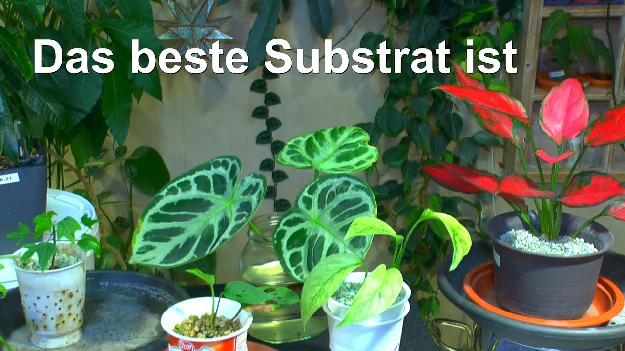 Wir haben das beste Substrat und Gedanken zum Neustart