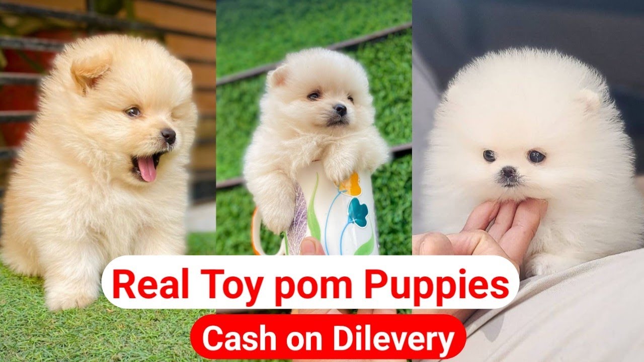 Cheapest Price Toy Pom & Mini Pom Puppies For Sale | Cash on Delivery | Culture Pom | Tea Cup Pom