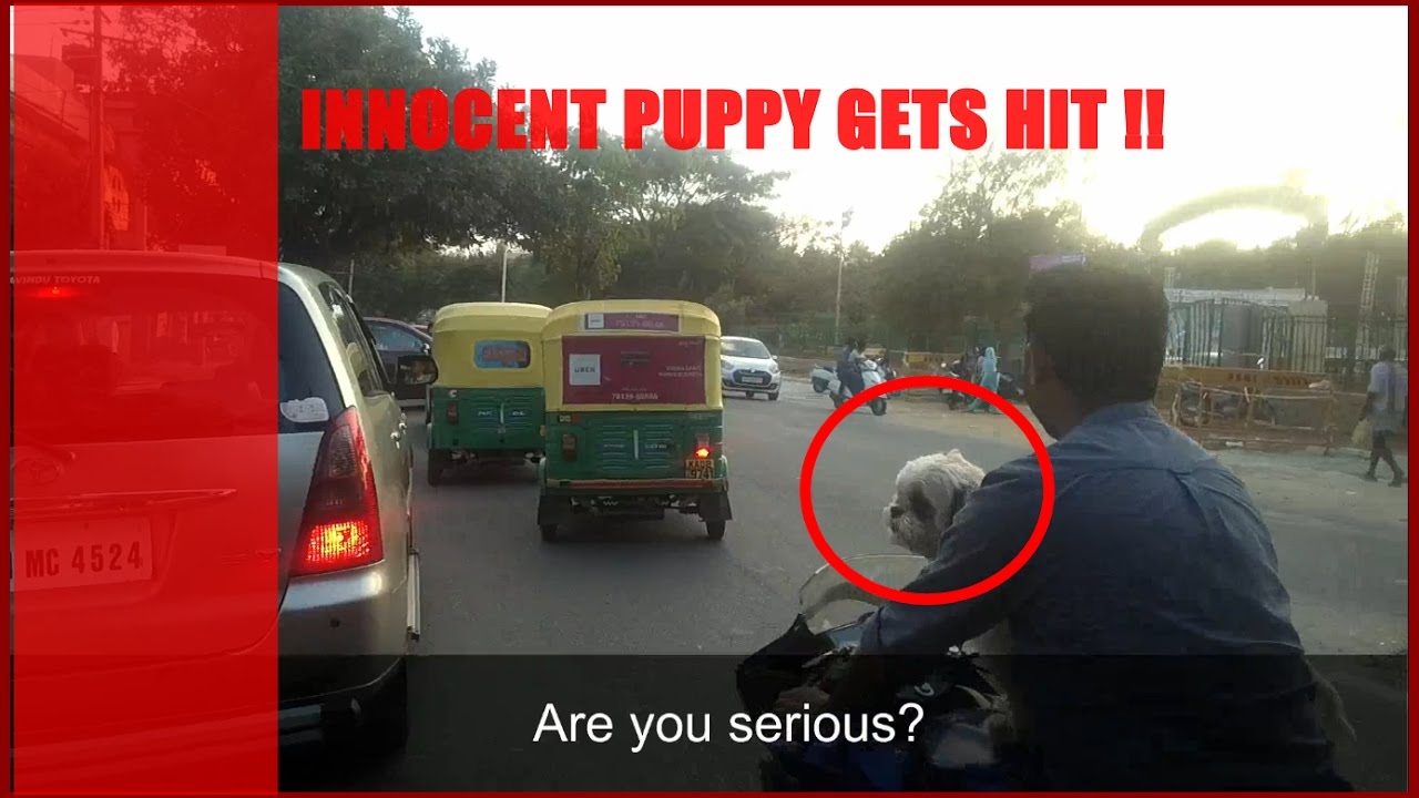 India | Bangalore | Puppy on the bike | Noise Pollution Awareness | Lane Discipline has no meaning
