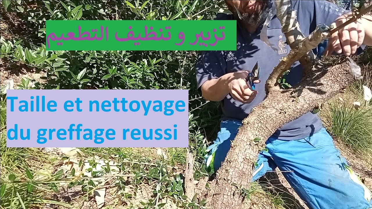 تزبير و تنظيف التطعيم///Taille et nettoyage du greffage réussi