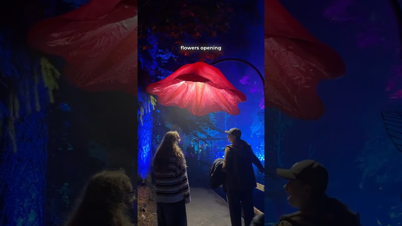 The Enchanted Forest in Pitlochry with Citylink