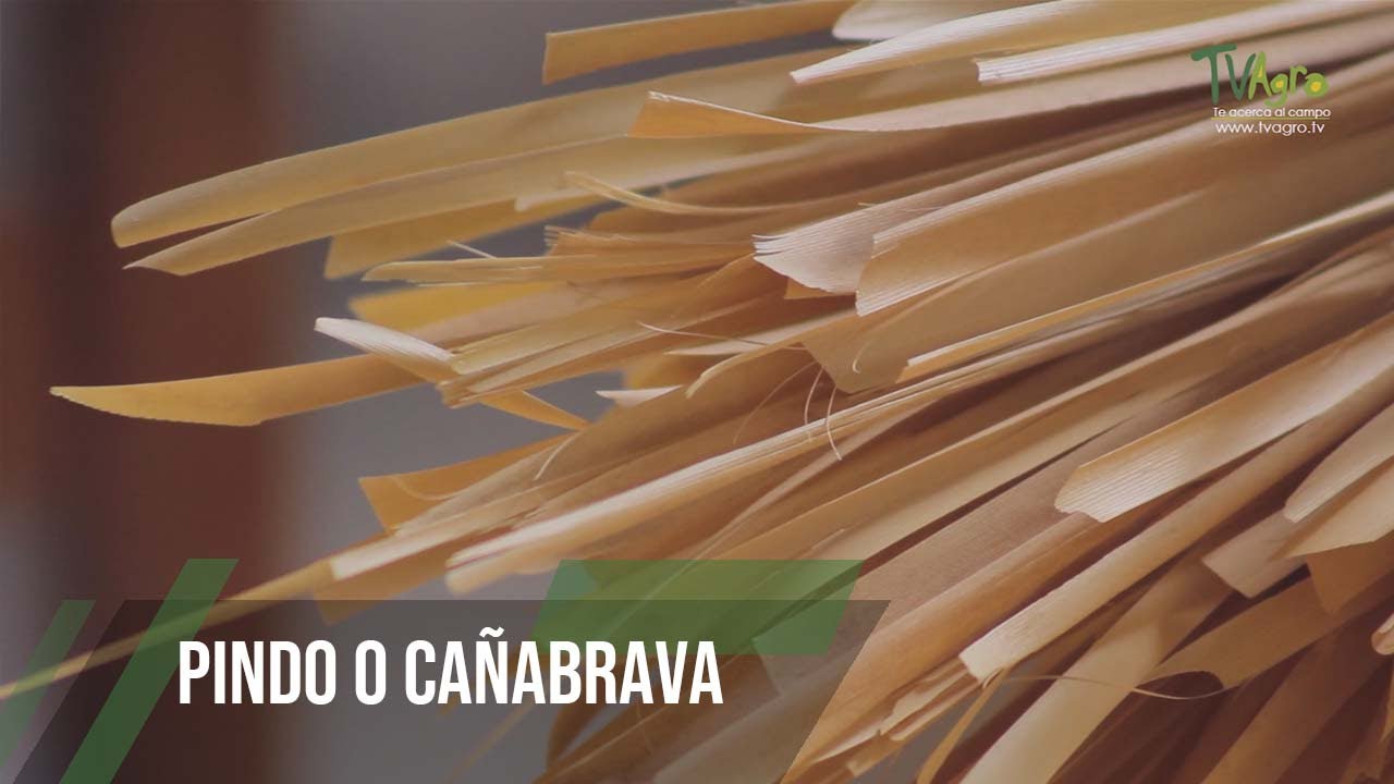 Pindo o cañabrava - TvAgro por Juan Gonzalo Angel Restrepo