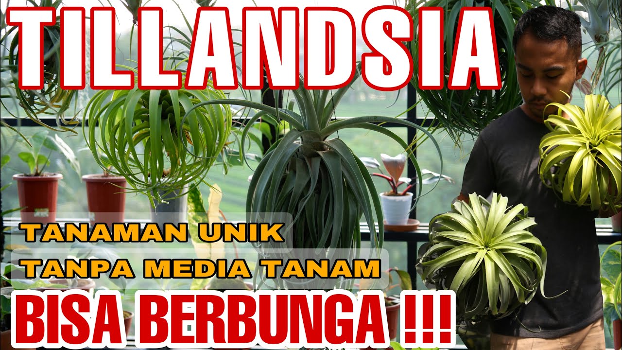 TILLANDSIA TANAMAN YANG BISA BERBUNGA!! | KEENAN_garden #airplants #tillandsia #tanamanunik