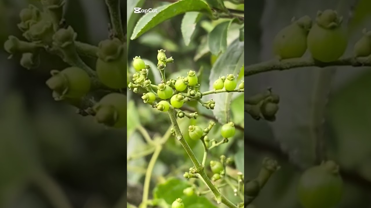 #鸡矢藤（Paederia foetida）为茜草科鸡矢藤属植物。清代《本草纲目拾遗》以