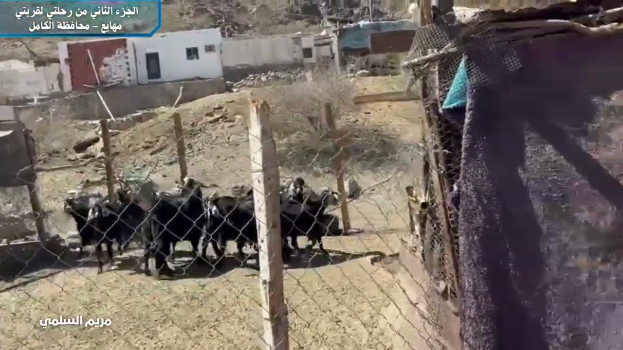 قريتي مهايع الجزء الثاني قصص واقعية. محافظة الكامل