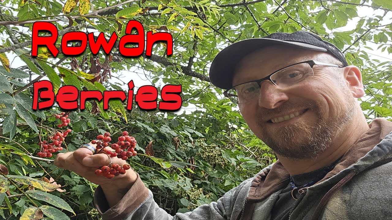 The Malcolm Islander - Rowan Berries, the fruit of the Mountain Ash Tree.