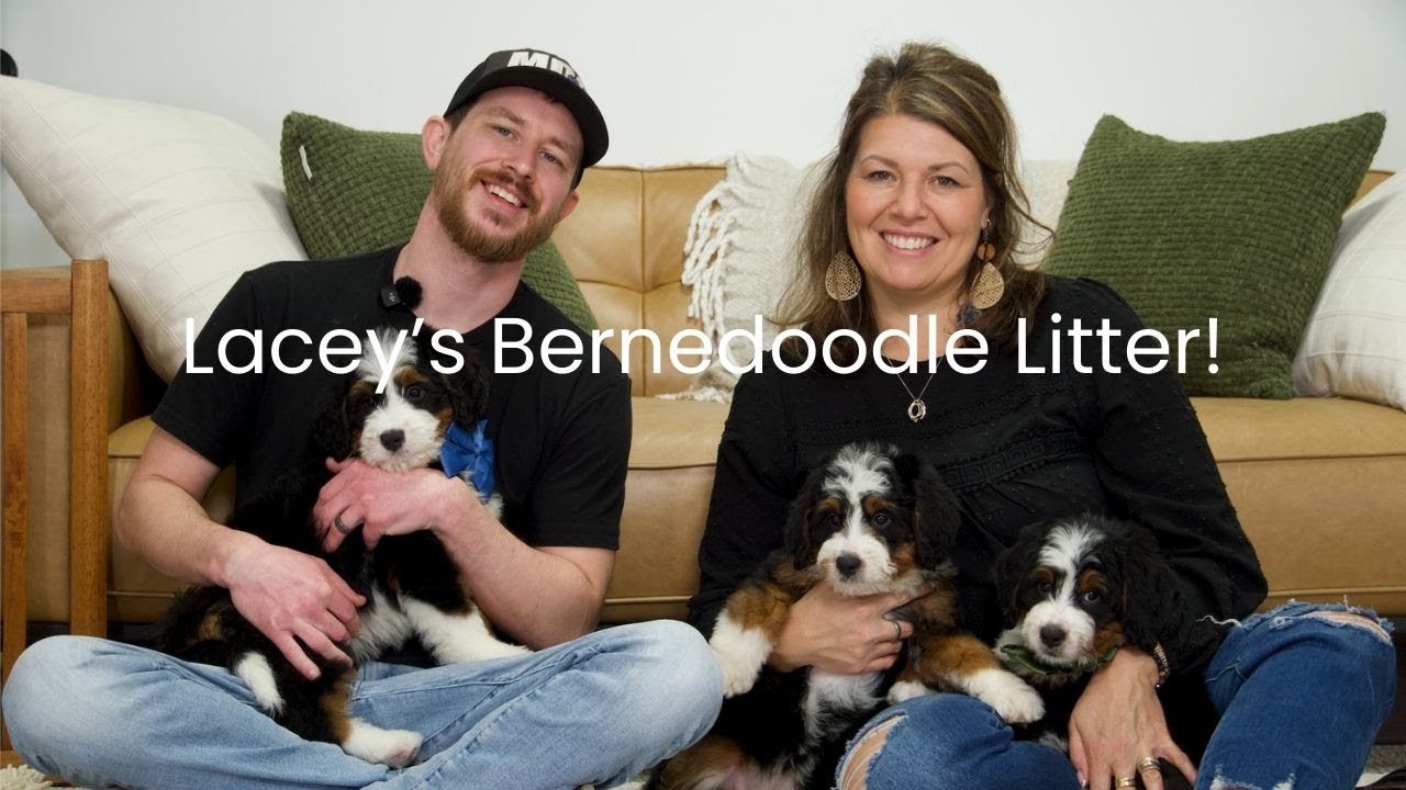 Lacey's Bernedoodle Litter Update!