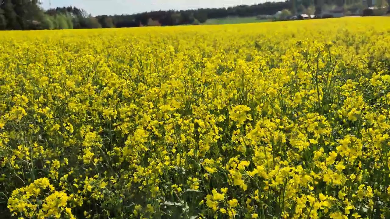 Golden Fields of Finland 🌼✨ Rapeseed Bloom #shorts