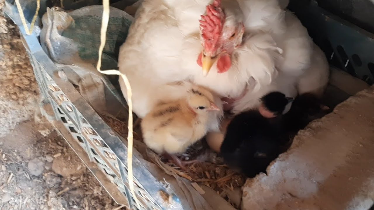 فقست الدجاجه ام ركيبه كتاكيت 🐣😍