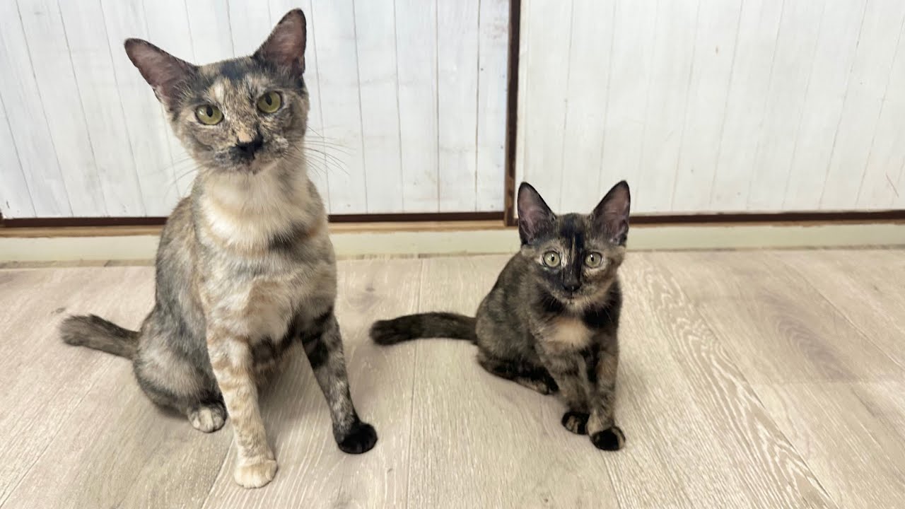 ついにラプ＆ベルも里親さまの元へ出発 【ラプ保護物語】Parent and kitten leave for new family.